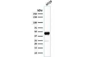 Western Blot Analysis of human HT29 cell lysate using Cytokeratin 20 (KRT20) Mouse Monoclonal Antibody (SPM140). (KRT20 抗体  (AA 196-323))