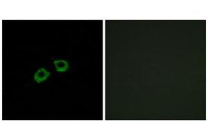 Immunofluorescence (IF) image for anti-ADP-Ribosylation Factor Guanine Nucleotide-Exchange Factor 2 (Brefeldin A-Inhibited) (ARFGEF2) (C-Term) antibody (ABIN1850946) (ARFGEF2 抗体  (C-Term))