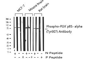 Western Blotting (WB) image for anti-Phosphoinositide 3 Kinase, p85 alpha (PI3K p85a) (pTyr607) antibody (ABIN6256775)