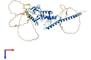 RNF217 Protein (AA 1-515) (His tag)