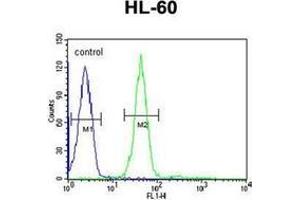 Flow cytometric analysis of HL-60 cells using GRPR Antibody (Center) Cat. (GRPR 抗体  (Middle Region))
