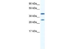 WB Suggested Anti-GJA1 Antibody Titration:  0. (Connexin 43/GJA1 抗体  (N-Term))