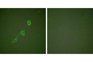 Peptide - +Immunofluorescence analysis of NIH/3T3 cells, using HSP10 antibody (#C0230). (HSPE1 抗体)