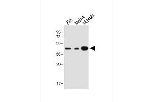 Western Blotting (WB) image for anti-STE20-Related Kinase Adaptor alpha (STRADA) (AA 303-346), (C-Term) antibody (ABIN1981302)