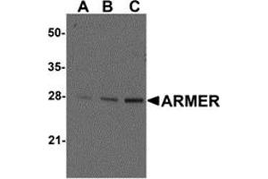 Western Blotting (WB) image for anti-ADP-Ribosylation Factor-Like 6 Interacting Protein 1 (ARL6IP1) (C-Term) antibody (ABIN1030256) (ARL6IP1 抗体  (C-Term))