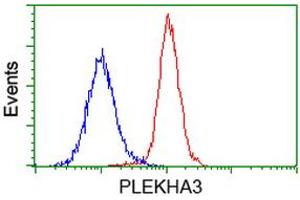 Image no. 2 for anti-Pleckstrin Homology Domain Containing Family A3 (PLEKHA3) antibody (ABIN1500274) (PLEKHA3 抗体)