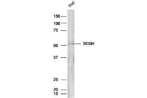 Raji cell lysates probed with Anti-SGSH/Sulphamidase Polyclonal Antibody, Unconjugated (ABIN1386573) at 1:300 in 4˚C. (SGSH 抗体  (AA 301-388))