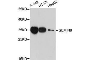 Western blot analysis of extracts of various cell lines, using GEMIN8 antibody. (GEMIN8 抗体)