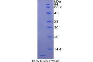 SDS-PAGE analysis of Rat Apolipoprotein C3 Protein. (APOC3 蛋白)