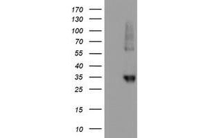 Western Blotting (WB) image for anti-Neuroplastin (NPTN) antibody (ABIN1499812) (NPTN 抗体)