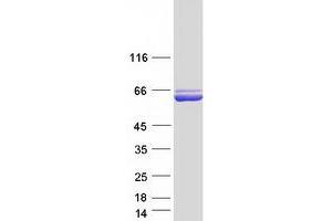 Western Blotting (WB) image for Aldehyde Dehydrogenase 3 Family, Member B1 (ALDH3B1) protein (Myc-DYKDDDDK Tag) (ABIN2714547)