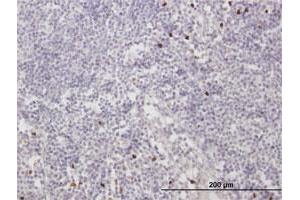 Immunoperoxidase of purified MaxPab antibody to MNDA on formalin-fixed paraffin-embedded human lymph node. (MNDA 抗体  (AA 1-407))
