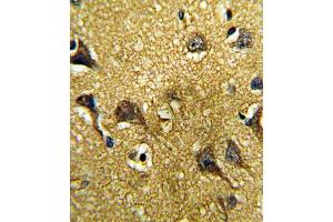 Immunohistochemistry (IHC) image for anti-Growth Differentiation Factor 6 (GDF6) antibody (ABIN3003243) (GDF6 抗体)