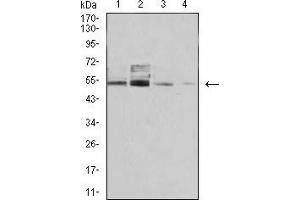 Western blot analysis using PSMC3 mouse mAb against COS7 (1), C6 (2), Hela (3), and A431 (4) cell lysate. (PSMC3 抗体  (AA 53-152))