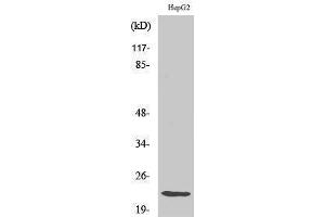 Western Blotting (WB) image for anti-Caveolin 1, Caveolae Protein, 22kDa (CAV1) (Ser204) antibody (ABIN3183696)