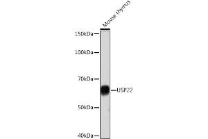 Western blot analysis of extracts of Mouse thymus, using USP22 Rabbit mAb (ABIN7271150) at 1:1000 dilution. (USP22 抗体)