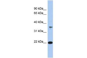 WB Suggested Anti-FAIM Antibody Titration: 0. (FAIM 抗体  (N-Term))