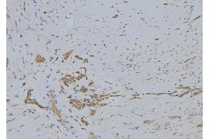 ABIN6272444 at 1/100 staining Human lung tissue by IHC-P. (SERINC3 抗体  (C-Term))