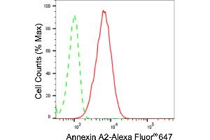 Flow cytometric analysis of Annexin A2 expression in C2C12 cells using Annexin A2 antibody (ABIN7797617), 1:2,000).