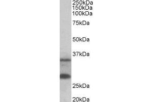 ABIN2561494 (0. (C16orf57 抗体  (AA 154-167))