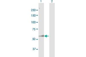 Western Blot analysis of ARSH expression in transfected 293T cell line by ARSH MaxPab polyclonal antibody. (Arylsulfatase H 抗体  (AA 1-562))