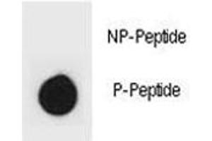 Dot blot analysis of phospho-IKK beta antibody.