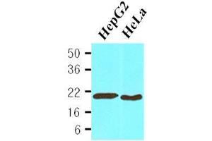 Cell lysates of HepG2(30 ug) and HeLa(30 ug) were resolved by SDS-PAGE, transferred to nitrocellulose membrane and probed with anti-human Cyclophilin B (1:1,000). (PPIB 抗体  (AA 26-216))