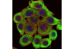 Immunofluorescence analysis of HepG2 cells using LIMS1 monoclonal antobody, clone 5G7  (green).