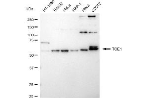Western blotting analysis using TOE1 antibody (ABIN7800513). (Recombinant TOE1 抗体)