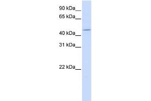 WB Suggested Anti-ZNF529 Antibody Titration:  0.