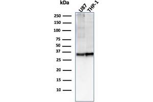 Western Blot Analysis of U87, THP-1 cell lysate using CD47 Mouse Monoclonal Antibody (IAP/2937). (CD47 抗体  (AA 18-135))