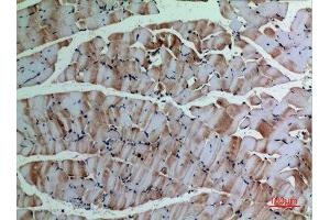 Immunohistochemistry (IHC) analysis of paraffin-embedded Mouse Muscle, antibody was diluted at 1:100. (alpha-SMA (C-Term) 抗体)