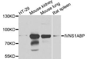 Western blot analysis of extracts of various cells, using IVNS1ABP antibody. (IVNS1ABP 抗体)