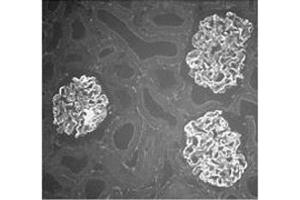 Immunocytochemical analysis of Actinin-4 distribution in rat kidney using anti-α-Actinin-4, pAb (IG-701) . (alpha Actinin 4 抗体  (C-Term, N-Term))