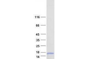 Validation with Western Blot (C4orf48 Protein (Myc-DYKDDDDK Tag))
