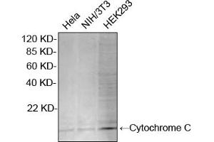 Western blot analysis of cell lysates using Rabbit Anti-Cytochrome C Polyclonal Antibody (ABIN399012, 2 µg/mL) The signal was developed with IRDyeTM 800 Conjugated Goat Anti-Rabbit IgG.