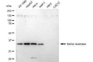 Western blotting analysis using Serine racemase antibody (ABIN7800303). (Recombinant SRR 抗体)