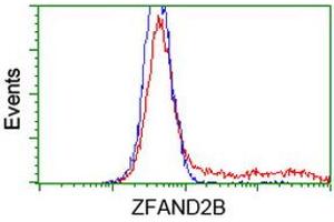 Image no. 2 for anti-Zinc Finger, AN1-Type Domain 2B (ZFAND2B) antibody (ABIN1501801) (ZFAND2B 抗体)