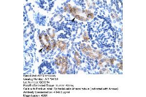 Human kidney (ATF2 抗体  (C-Term))