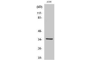 Western Blotting (WB) image for anti-Carbonic Anhydrase VA (CA5A) (Internal Region) antibody (ABIN3183596) (CA5A 抗体  (Internal Region))