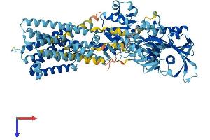 ATP2C1 Protein (AA 1-919) (His tag)