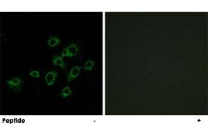 Immunofluorescence analysis of A-549 cells, using LILRA1 polyclonal antibody . (LILRA1 抗体)