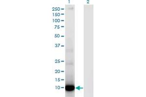 Western Blot analysis of DEFA6 expression in transfected 293T cell line by DEFA6 monoclonal antibody (M01), clone 2D2. (DEFA6 抗体  (AA 1-100))