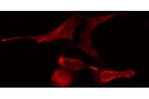 ABIN6275792 staining NIH-3T3 cells by IF/ICC. (TRAF4 抗体  (Internal Region))