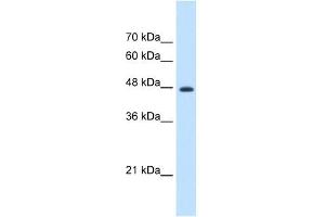 EEF1G antibody used at 1. (EEF1G 抗体  (N-Term))