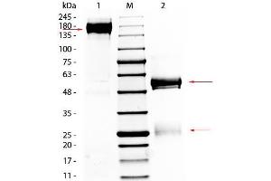 SDS-PAGE (SDS) image for Rabbit IgG isotype control (ABIN5633245)