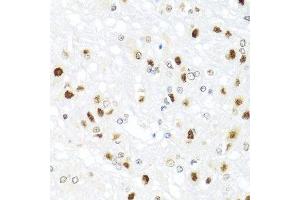 Immunohistochemistry of paraffin-embedded rat brain using GATA2 antibody. (GATA2 抗体  (AA 1-300))