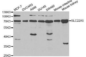 Western blot analysis of extracts of various cell lines, using SLC22A5 antibody. (SLC22A5 抗体  (AA 1-180))