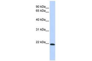 Image no. 1 for anti-Claudin 7 (CLDN7) (C-Term) antibody (ABIN6742399) (Claudin 7 抗体  (C-Term))