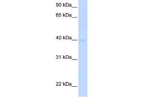 WB Suggested Anti-SLC25A36 Antibody Titration:  0. (SLC25A36 抗体  (N-Term))
